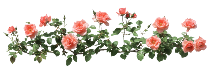 Cluster of pink and white roses isolated on transparent background, ideal for romantic digital designs and floral decorations