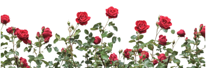 Dense rose bush border with red and pink flowers isolated on transparent background, perfect for garden-themed designs and digital illustrations