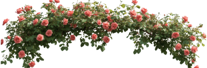 Large arrangement of pink and red roses isolated on transparent background, ideal for wedding decor, romantic designs, and digital illustrations