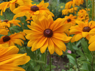 flowers in the garden