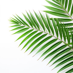 Obraz premium palm tree leaf isolated on white background