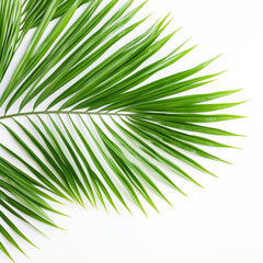 Obraz premium palm tree leaf isolated on white background