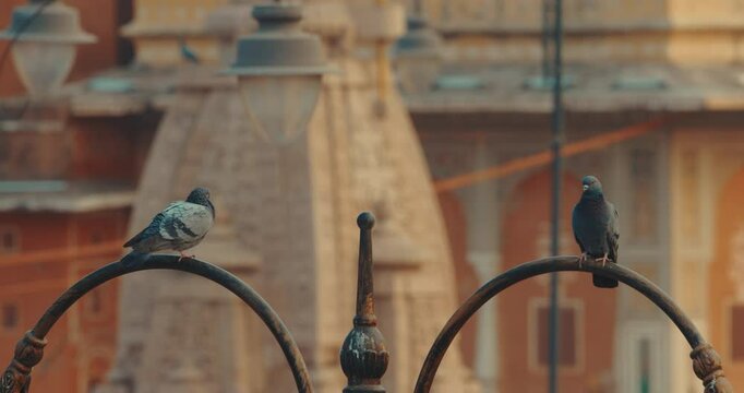 Jaipur, Rajasthan, India. Pigeons Sit On Arches Of Fence. Architecture Of Jaipur Is In Background. Two Pigeon Sit Together