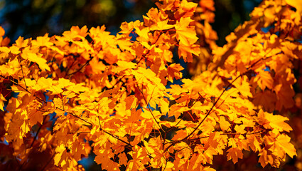 Yellow autumn maple leaves. Sunny autumn day. Fall in nature. Natural autumn fall background. Golden season. Bright orange and red leaf colors. Maple leaves in autumn sunny day.