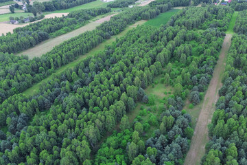 Naklejka premium Top-down view of forest canopy