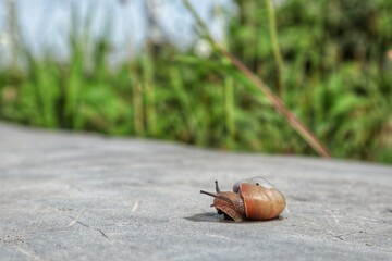 Baby snail on a rock with a blurred background.