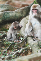 野生の日本猿