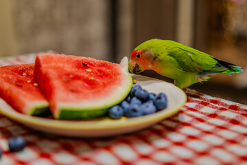 Cute lovebird parrot.pet african parrot.caring for animals.cute video.Funny parrots.Home pet parrot.The best birds.Beautiful photo of a bird.Ornithology.caring for the animal.bird pet.funny photo.  © Daria