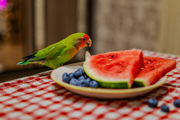 Cute lovebird parrot.pet african parrot.caring for animals.cute video.Funny parrots.Home pet parrot.The best birds.Beautiful photo of a bird.Ornithology.caring for the animal.bird pet.funny photo.  © Daria