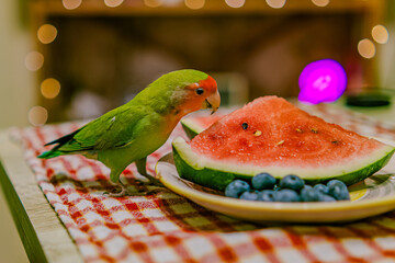 Cute lovebird parrot.pet african parrot.caring for animals.cute video.Funny parrots.Home pet parrot.The best birds.Beautiful photo of a bird.Ornithology.caring for the animal.bird pet.funny photo.
