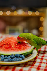 Cute lovebird parrot.pet african parrot.caring for animals.cute video.Funny parrots.Home pet parrot.The best birds.Beautiful photo of a bird.Ornithology.caring for the animal.bird pet.funny photo.  © Daria