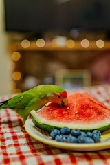 Cute lovebird parrot.pet african parrot.caring for animals.cute video.Funny parrots.Home pet parrot.The best birds.Beautiful photo of a bird.Ornithology.caring for the animal.bird pet.funny photo.  © Daria