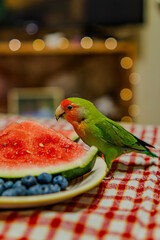 Cute lovebird parrot.pet african parrot.caring for animals.cute video.Funny parrots.Home pet parrot.The best birds.Beautiful photo of a bird.Ornithology.caring for the animal.bird pet.funny photo.  © Daria