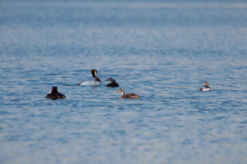 Diving grebe family. Waterfowl. Birds.