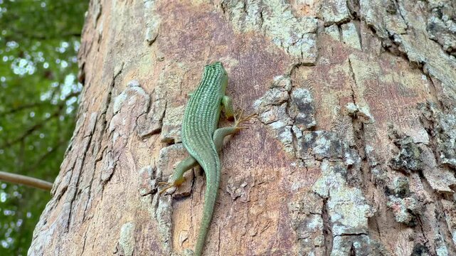 Green tree lizard moves on tree trunks to forage for insects. Dasia olivacea.