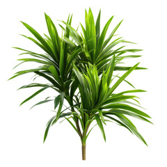 Fototapeta premium Vibrant Dracaena Plant Isolated on Transparent Background, Ideal for Adding Color to Indoor Spaces