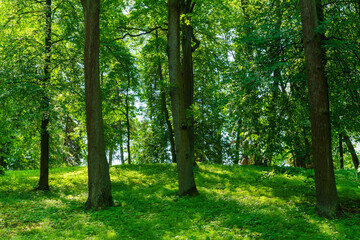 Park with lush green trees during the daytime in summer.