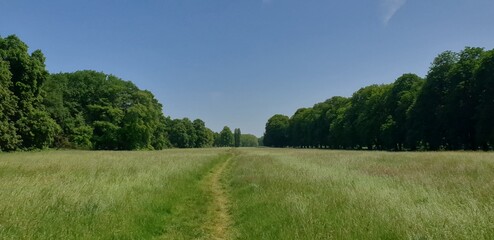 landscape with trees and sky