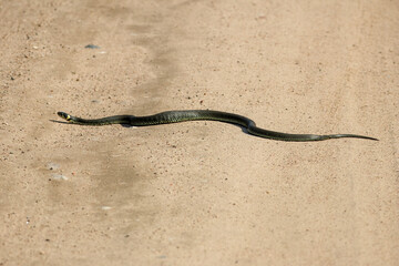 Calm yellow-cheeked snake(Natrix natrix), sometimes called the grass snake slithering across a sunlit sandy path, captured from a low angle perspective in a rural area, horizontal