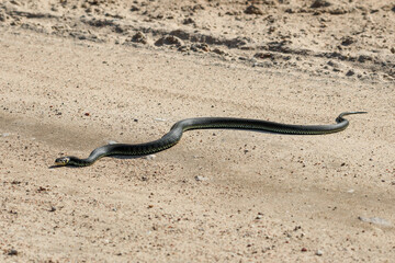 Calm yellow-cheeked snake(Natrix natrix), sometimes called the grass snake slithering across a sunlit sandy path, captured from a low angle perspective in a rural area, horizontal