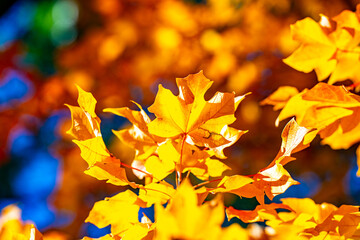 Autumn leaves of maple trees. Autumn fall leaves in sunlight. Natural autumn background. Autumnal fall background. Foliage, falling leaves background. Autumn leaf. Falling leaves background.