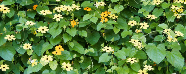 Black-eyed Susan vines or winged clockvines (Thunbergia alata). Stunning and vigorous twinning vine producing popular fine yellow and orange trumpet flowers above lush heart-shaped green leaves © Marc