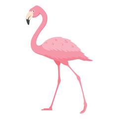 Obraz premium A solitary pink flamingo standing elegantly on a plain background, showcasing its long legs and distinctive features