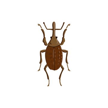 vector drawing snout beetle, true weevil isolated at white background, garden pest, hand drawn illustration