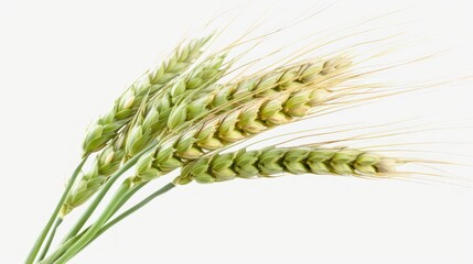Green wheat ear isolate on transparency background PNG