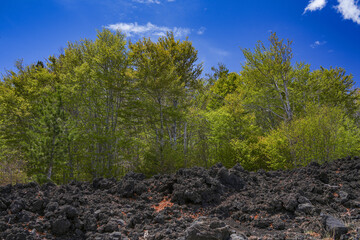 Mount Etna summer landscape with volcano craters in Sicily, Italy, Europe