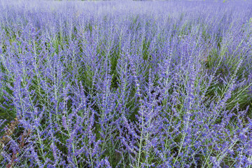Field of the blooming Salvia yangii in sunny day