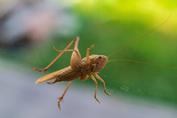 Yellow-orange large grasshopper with long antennae and large eyes looking at camera while standing on the transparent glass of window close-up, which has some streaks and stains from rain and dust.
