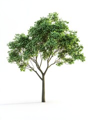 Obraz premium Nature trees botany group habitat isolated on white backgrounds 3d rendering