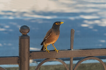 A common myna bird with a yellow beak and reddish eye sockets sits on top of the iron fence of the city promenade. Fauna and life of animals in human settlements.
