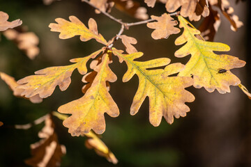 Bright autumn leaves close-up, autumn landscape.