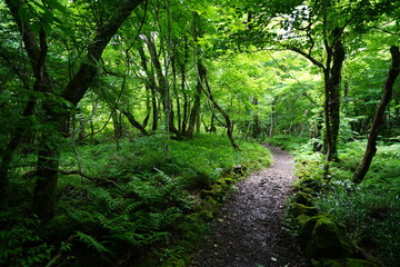 Obraz premium refreshing spring forest in the gleaming sunlight 