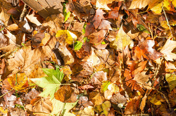 autumn tree fallen leaves background, texture wallpaper
