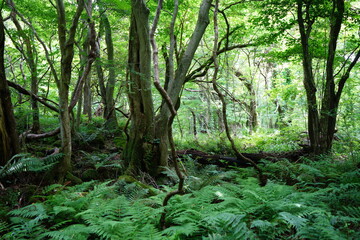 Fototapeta premium spring primeval forest with ferns and mossy old trees