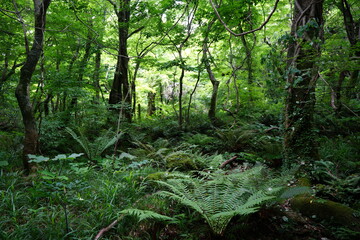 spring primeval forest with ferns and mossy old trees