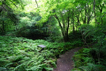refreshing spring forest in the gleaming sunlight
