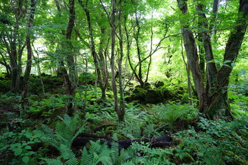 Obraz premium spring primeval forest with ferns and mossy old trees