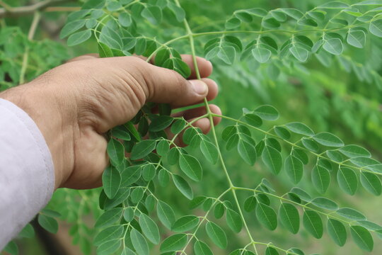 Moringa Farmer harvesting fresh moringa leaves, moringa oleifera, Harvesting fresh green moringa