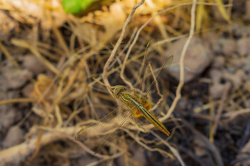 The dragonfly sits at the end of a small twig against the background of dried dry grass and peeps at its future prey, waiting in ambush.
