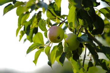 beautiful green and red apples in sunlit apple tree branches