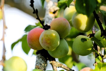 close-up of green unripe plums surrounded by green leaves in sunlight