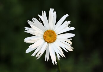 Fototapeta premium close up of a white daisy with a yellow center from above on a blurred background