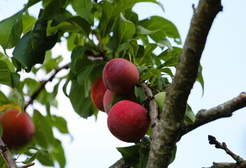 close-up of red ripe plums surrounded by green leaves