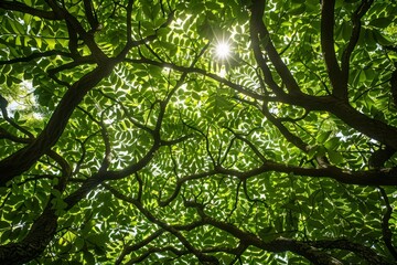 Sun shining through green tree leaves, creating patterns and shadows, Sunlight casting intricate patterns on a leafy canopy