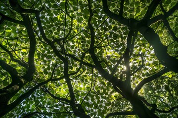 Sunlight filtering through the green leaves of a tree, creating intricate patterns on the ground, Sunlight casting intricate patterns on a leafy canopy