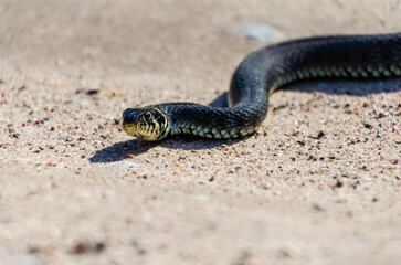 Daytime,side view of a calm yellow-cheeked snake(Natrix natrix), sometimes called the grass snake lying on sandy path in rural environment
